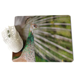 MaiYaCa White peacock staring into the distance Unique Desktop Pad Game Mousepad Size for 18x22x0.2cm Gaming Mousepads - one46.com.au