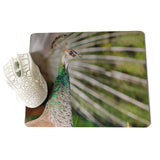 MaiYaCa White peacock staring into the distance Unique Desktop Pad Game Mousepad Size for 18x22x0.2cm Gaming Mousepads - one46.com.au